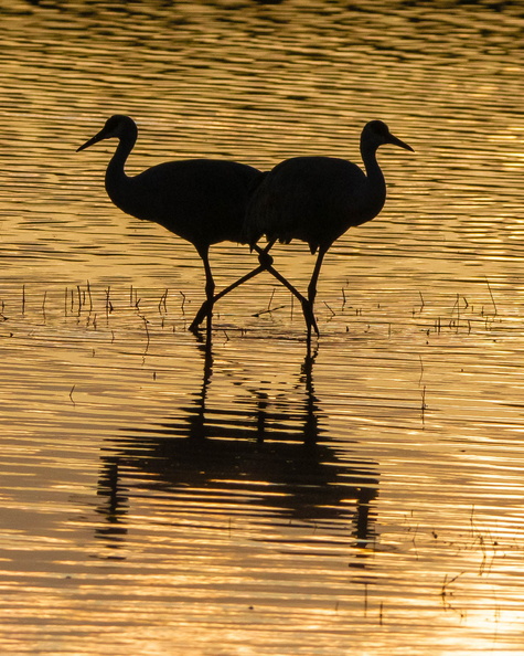 Sandhill Cranes at dusk.jpg