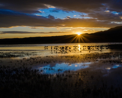 Sunset Sandhill Cranes