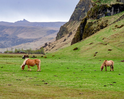 Horses