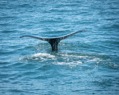 HumpbackWhalreFluke