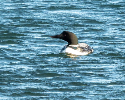 Loon