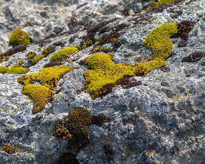 Moss1