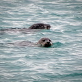 Seals2