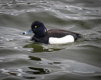 TuftedDuck