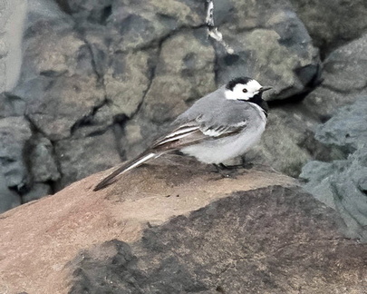 Wagtail