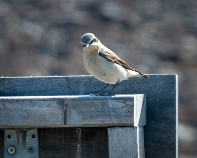 Wheatear