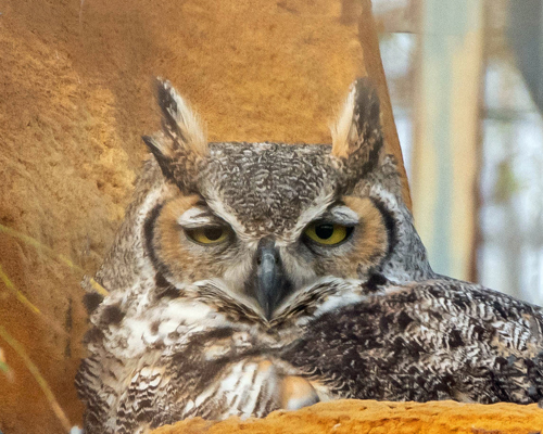 Great Horned Owl