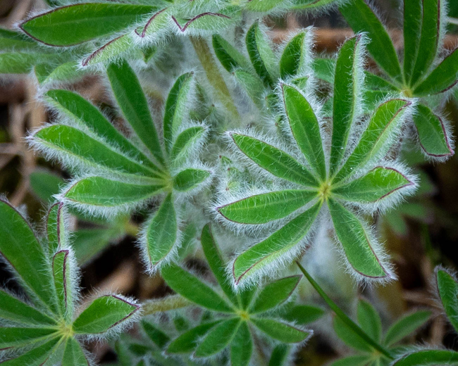 Fuzzy Leaves
